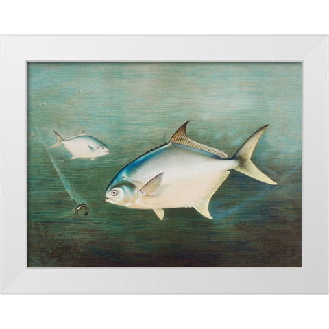 Pompano White Modern Wood Framed Art Print by Kilbourne, Samuel