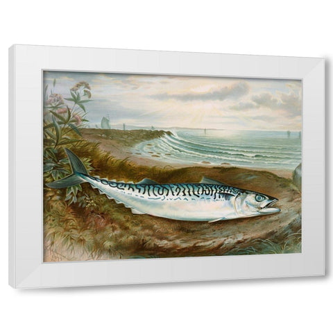 Mackerel fish White Modern Wood Framed Art Print by Kilbourne, Samuel