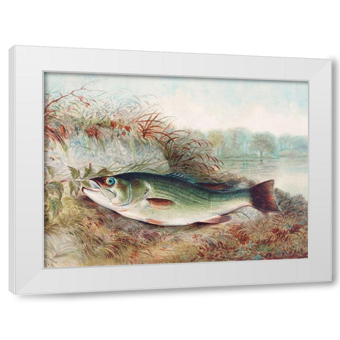 Largemouth Bass White Modern Wood Framed Art Print by Kilbourne, Samuel