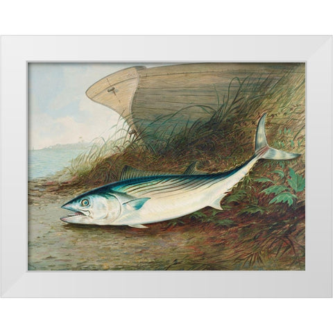 Mackerel White Modern Wood Framed Art Print by Kilbourne, Samuel