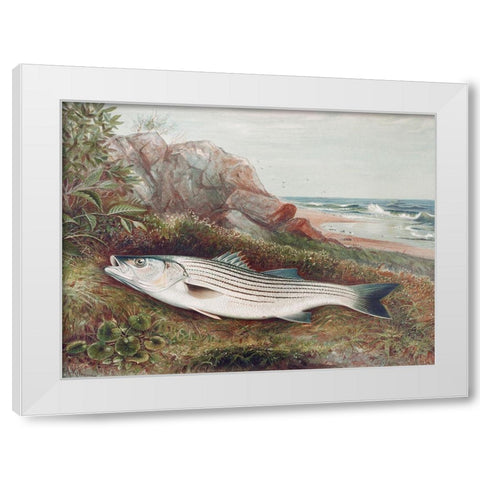 Striped bonito White Modern Wood Framed Art Print by Kilbourne, Samuel