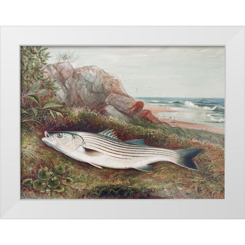 Striped bonito White Modern Wood Framed Art Print by Kilbourne, Samuel