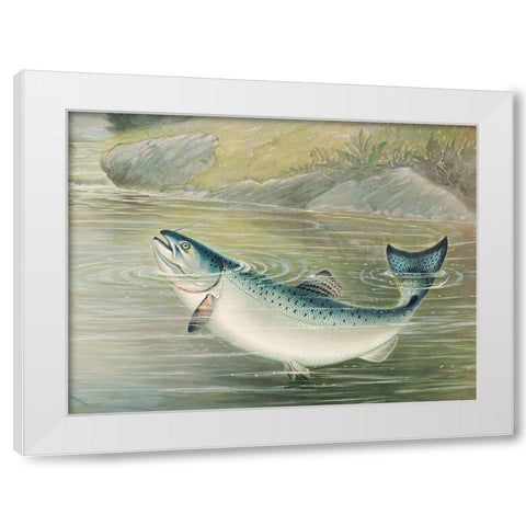The California salmon White Modern Wood Framed Art Print by Kilbourne, Samuel
