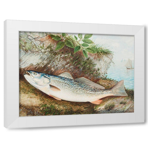 The Weakfish White Modern Wood Framed Art Print by Kilbourne, Samuel