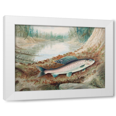 Arctic Grayling White Modern Wood Framed Art Print by Kilbourne, Samuel