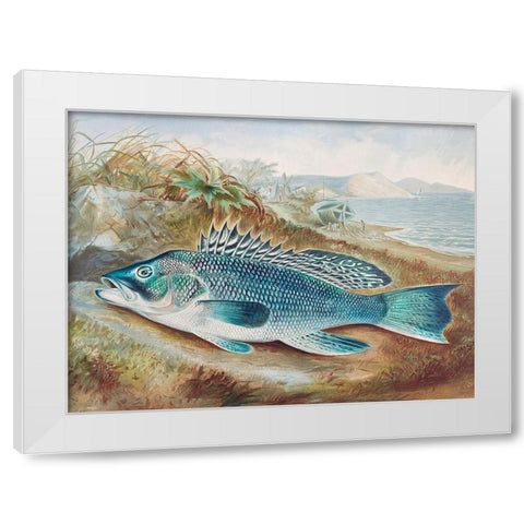 The Sea Bass White Modern Wood Framed Art Print by Kilbourne, Samuel