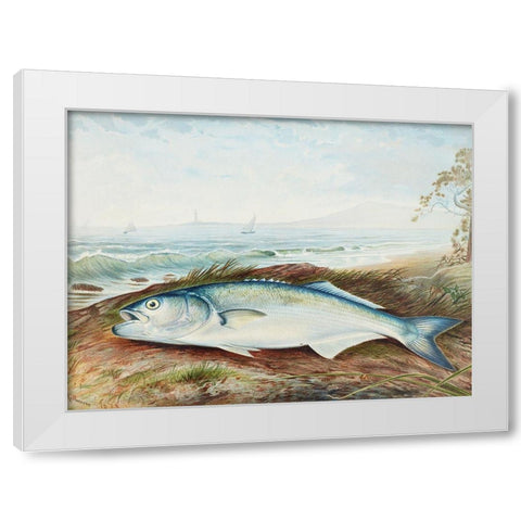 Sprat White Modern Wood Framed Art Print by Kilbourne, Samuel