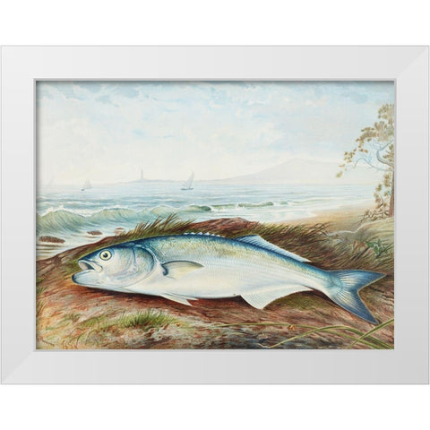 Sprat White Modern Wood Framed Art Print by Kilbourne, Samuel