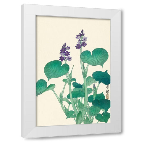 Blooming hosta White Modern Wood Framed Art Print by Koson, Ohara