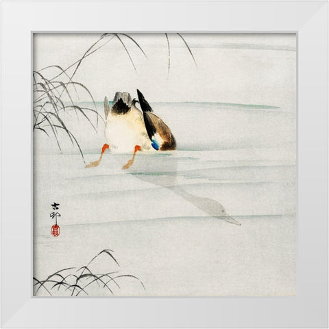 Mallard, the head under water White Modern Wood Framed Art Print by Koson, Ohara