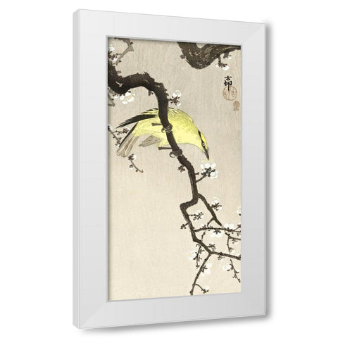 Chinese oriole on plum blossom branch White Modern Wood Framed Art Print by Koson, Ohara