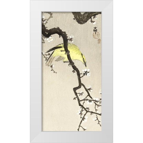 Chinese oriole on plum blossom branch White Modern Wood Framed Art Print by Koson, Ohara