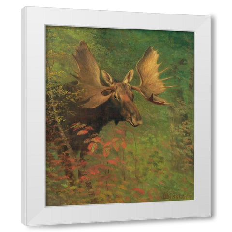 Study of a moose White Modern Wood Framed Art Print by Bierstadt, Albert