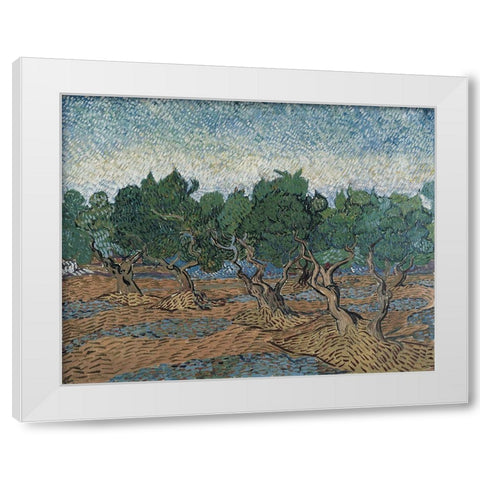 Olive grove White Modern Wood Framed Art Print by van Gogh, Vincent