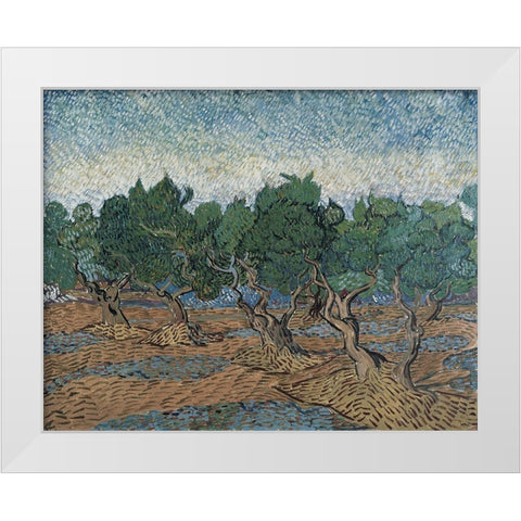 Olive grove White Modern Wood Framed Art Print by van Gogh, Vincent