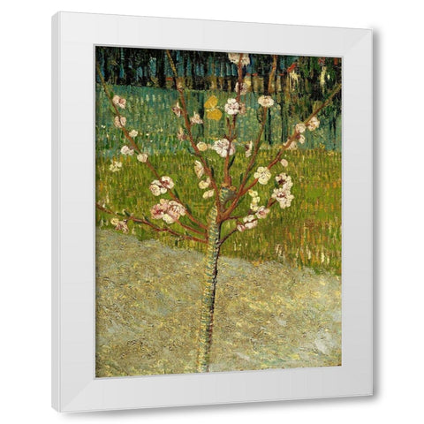 Almond tree in blossom White Modern Wood Framed Art Print by van Gogh, Vincent