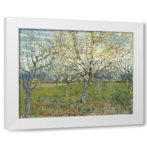 Orchard with Blooming Apricot Trees White Modern Wood Framed Art Print by van Gogh, Vincent