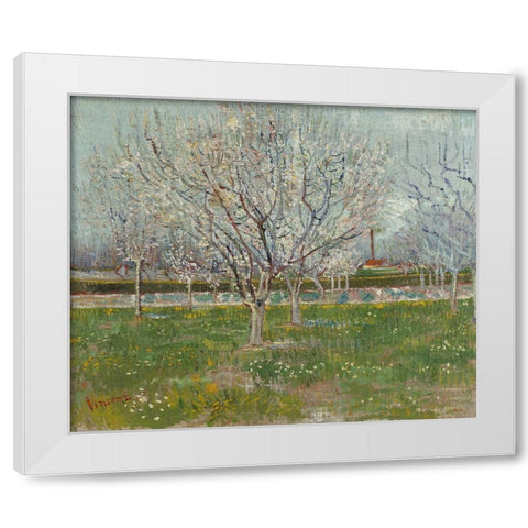 Orchard in Blossom White Modern Wood Framed Art Print by van Gogh, Vincent