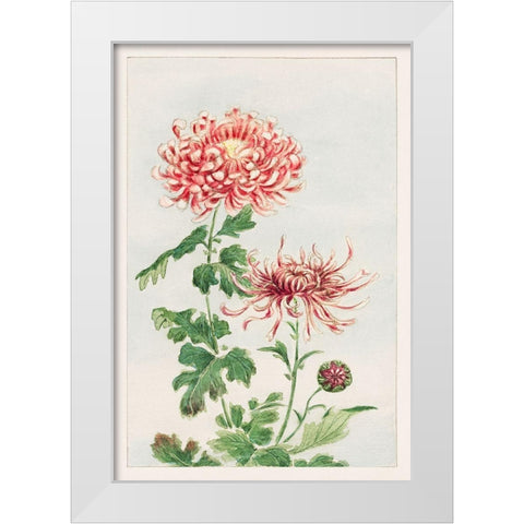 Kiku or chrysanthemum White Modern Wood Framed Art Print by Morikaga, Megata