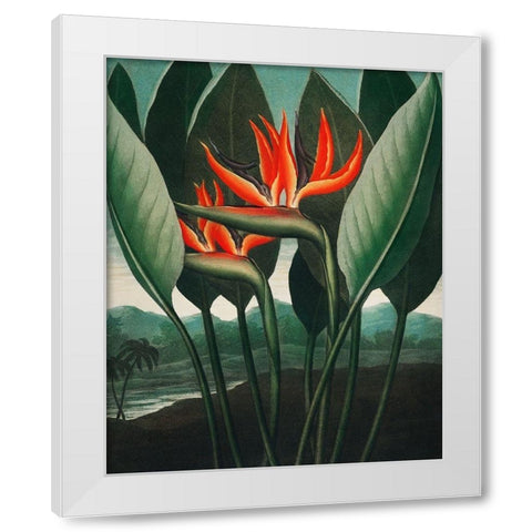 The Queen Plant from The Temple of Flora White Modern Wood Framed Art Print by Thornton, Robert John