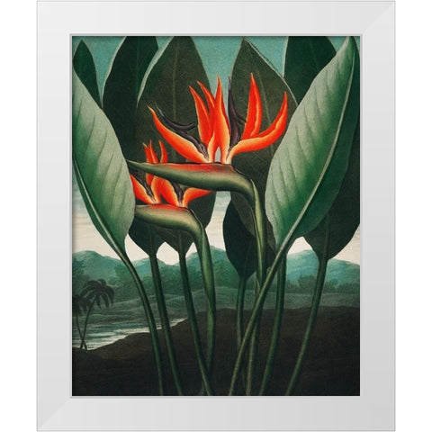 The Queen Plant from The Temple of Flora White Modern Wood Framed Art Print by Thornton, Robert John