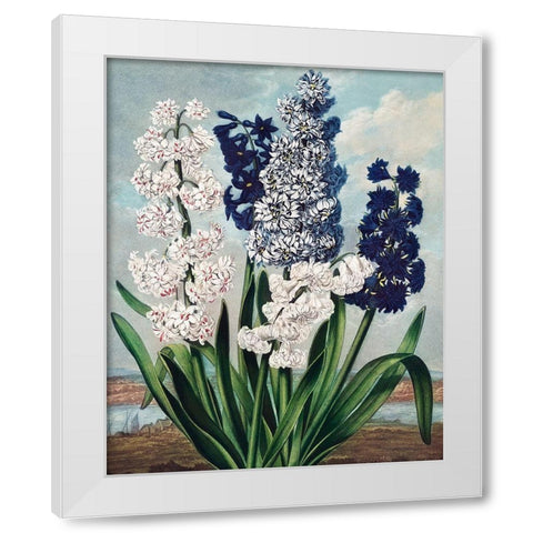 Hyacinths from The Temple of Flora White Modern Wood Framed Art Print by Thornton, Robert John