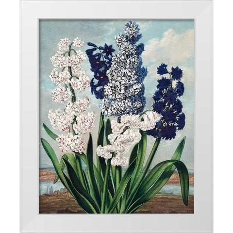 Hyacinths from The Temple of Flora White Modern Wood Framed Art Print by Thornton, Robert John