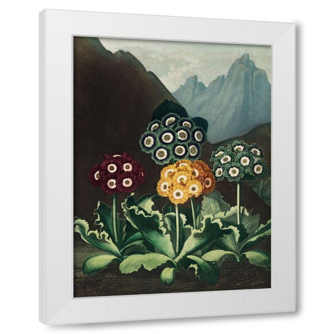 A Group of Auriculas from The Temple of Flora White Modern Wood Framed Art Print by Thornton, Robert John