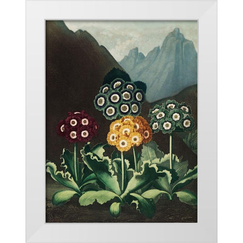 A Group of Auriculas from The Temple of Flora White Modern Wood Framed Art Print by Thornton, Robert John