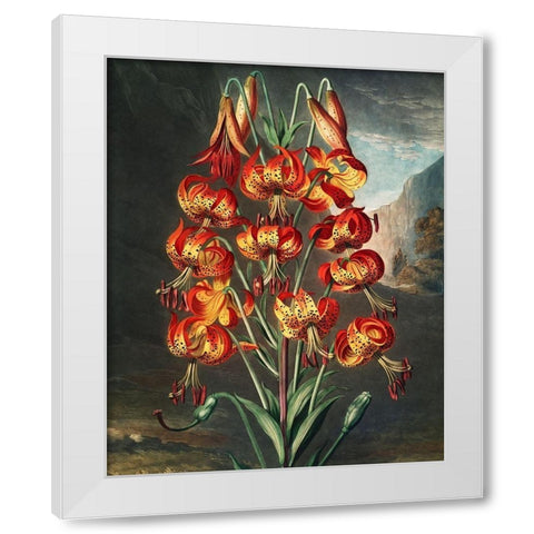 The Superb Lily from The Temple of Flora White Modern Wood Framed Art Print by Thornton, Robert John