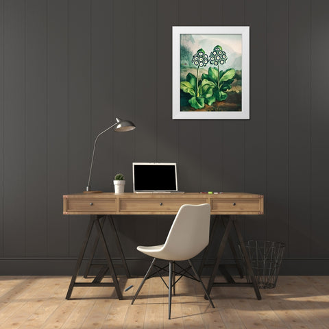 A Group of Auriculas from The Temple of Flora White Modern Wood Framed Art Print by Thornton, Robert John