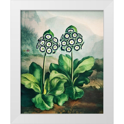 A Group of Auriculas from The Temple of Flora White Modern Wood Framed Art Print by Thornton, Robert John