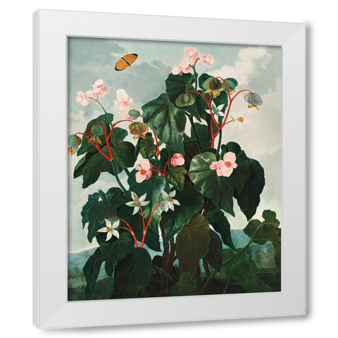 The Oblique Leaved Begonia from The Temple of Flora White Modern Wood Framed Art Print by Thornton, Robert John