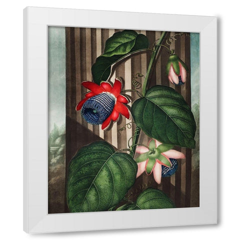 The Winged Passion-Flower from The Temple of Flora White Modern Wood Framed Art Print by Thornton, Robert John
