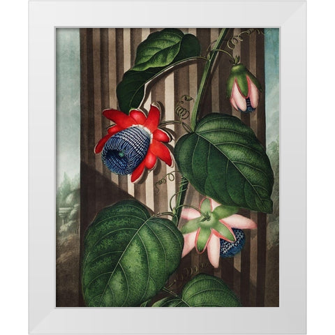 The Winged Passion-Flower from The Temple of Flora White Modern Wood Framed Art Print by Thornton, Robert John