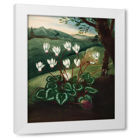 The Persian Cyclamen from The Temple of Flora White Modern Wood Framed Art Print by Thornton, Robert John