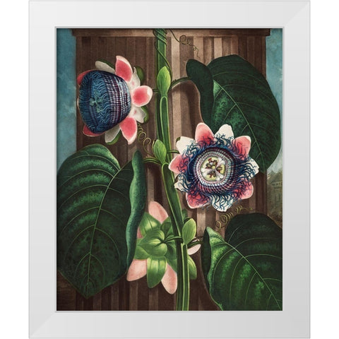 The Quadrangular Passion Flower from The Temple of Flora White Modern Wood Framed Art Print by Thornton, Robert John