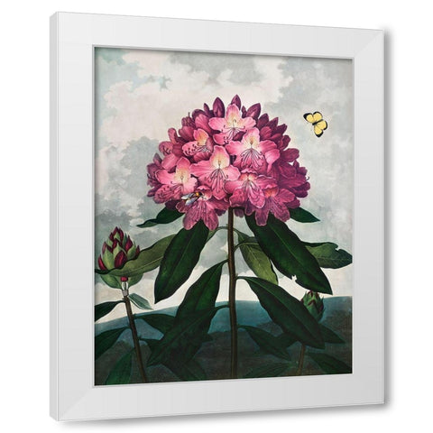The Pontic Rhododendron from The Temple of Flora White Modern Wood Framed Art Print by Thornton, Robert John
