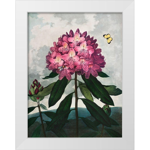 The Pontic Rhododendron from The Temple of Flora White Modern Wood Framed Art Print by Thornton, Robert John