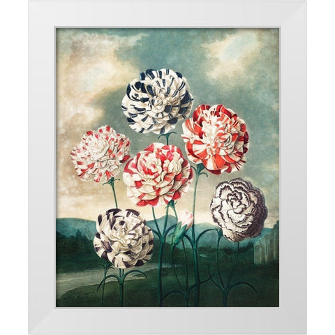 A Group of Carnations from The Temple of Flora White Modern Wood Framed Art Print by Thornton, Robert John