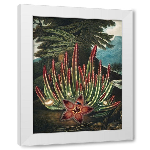 The Maggot Bearing Stapelia from The Temple of Flora White Modern Wood Framed Art Print by Thornton, Robert John