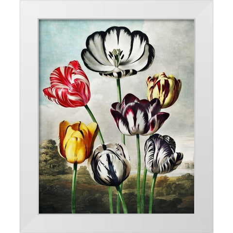Tulips from The Temple of Flora White Modern Wood Framed Art Print by Thornton, Robert John