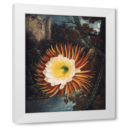 The Night Blowing Cereus from The Temple of Flora White Modern Wood Framed Art Print by Thornton, Robert John