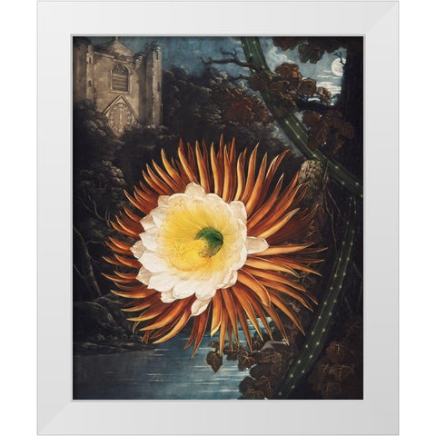 The Night Blowing Cereus from The Temple of Flora White Modern Wood Framed Art Print by Thornton, Robert John