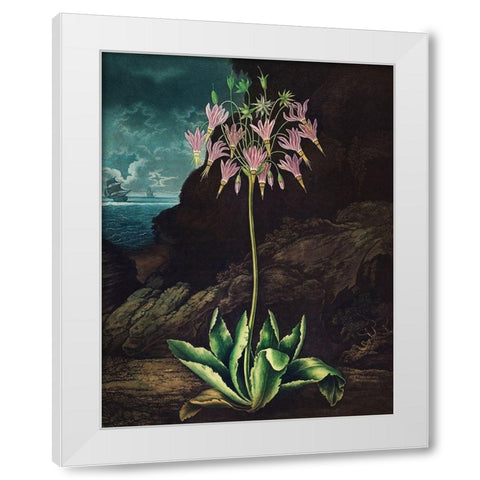 The American Cowslip from The Temple of Flora White Modern Wood Framed Art Print by Thornton, Robert John