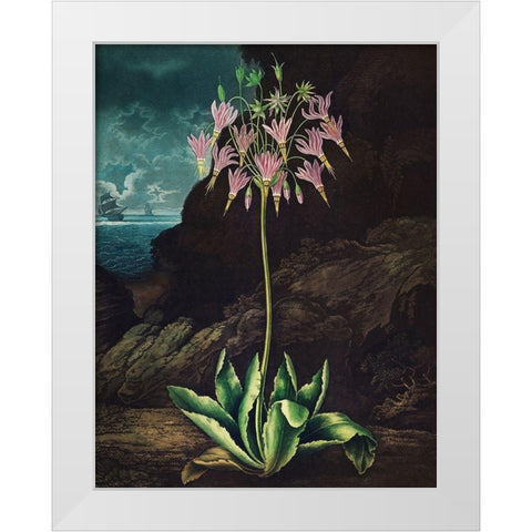 The American Cowslip from The Temple of Flora White Modern Wood Framed Art Print by Thornton, Robert John