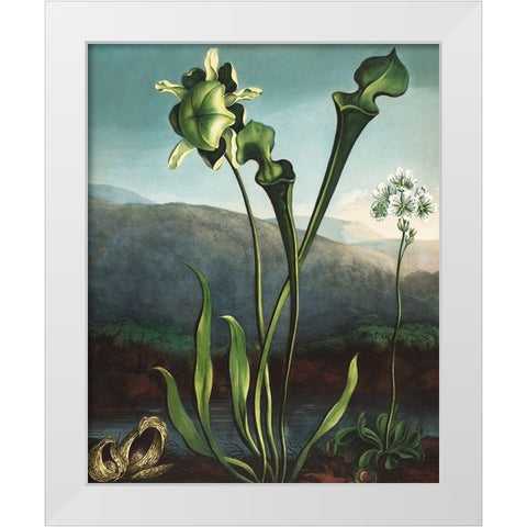 American Bog Plants from The Temple of Flora White Modern Wood Framed Art Print by Thornton, Robert John