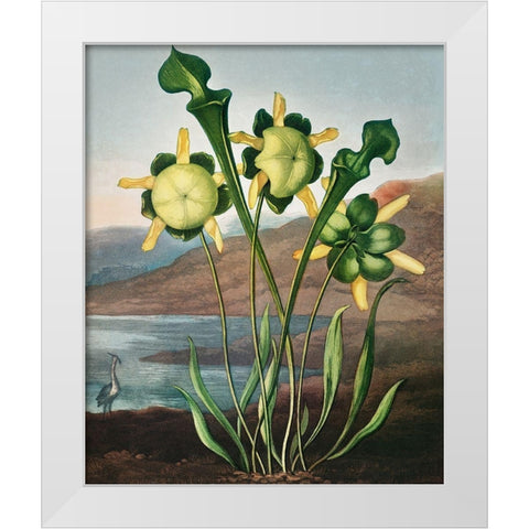 Pitcher Plant from The Temple of Flora White Modern Wood Framed Art Print by Thornton, Robert John