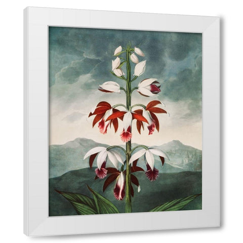 The Chinese Limodoron from The Temple of Flora White Modern Wood Framed Art Print by Thornton, Robert John