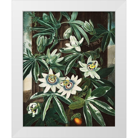 The Passiflora Cerulea from The Temple of Flora White Modern Wood Framed Art Print by Thornton, Robert John
